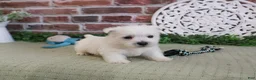 West Highland Terrier dogs for sale: Wallace - Ad 4