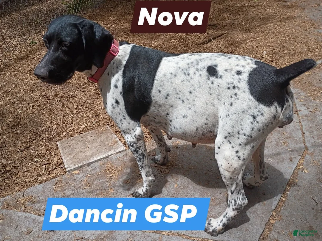 German Shorthaired Pointer dogs for sale: German Shorthaired Pointer 3 - Ad 3
