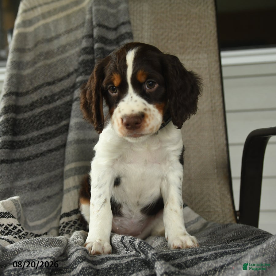 English Springer Spaniel dogs Shelby - Ad 1