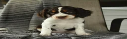 English Springer Spaniel dogs for sale: Shelby - Ad 1