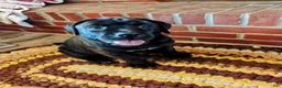 Boxador dogs for sale: Anne - Ad 7