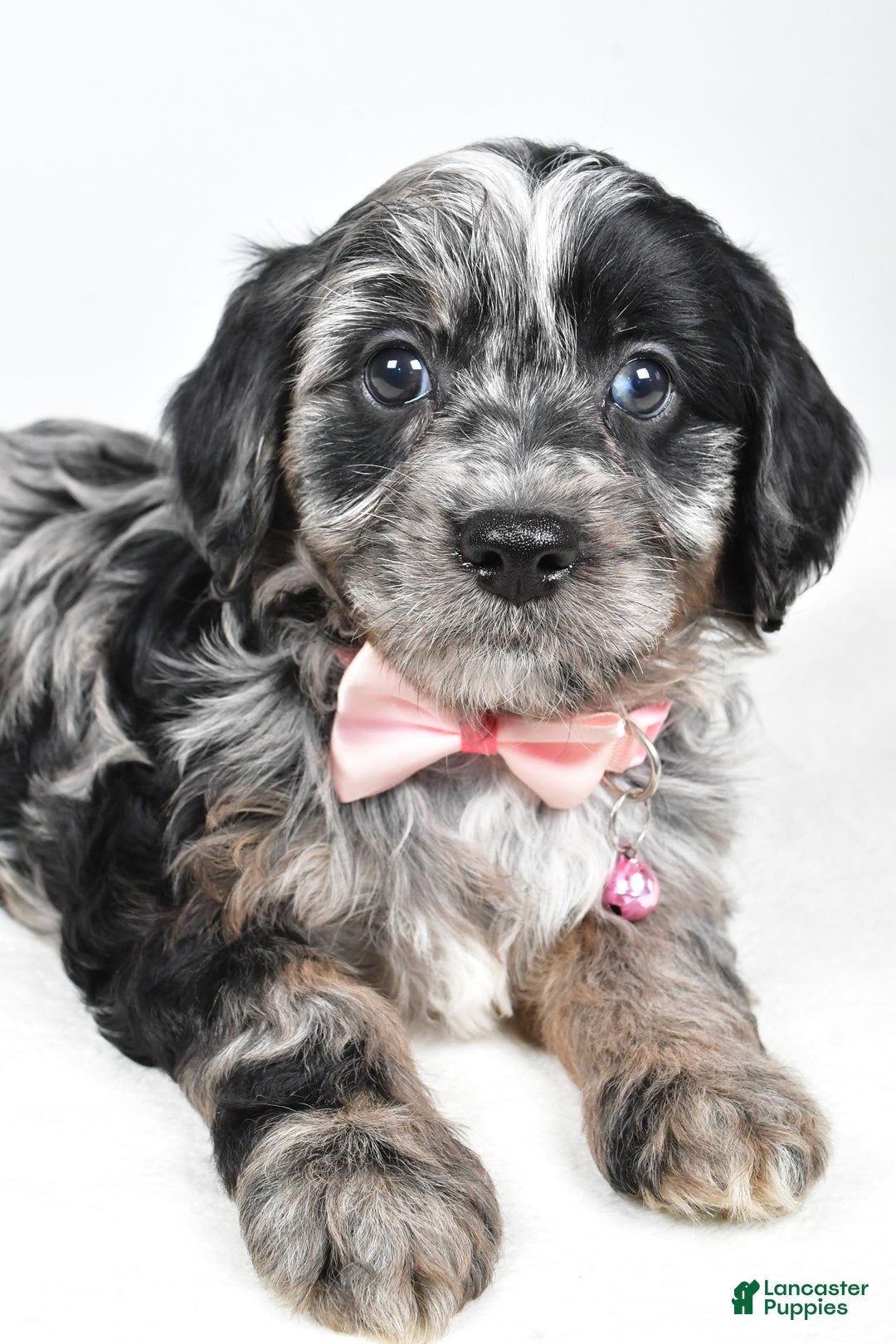 Cavapoo dogs for sale: Shirley  - Ad 6