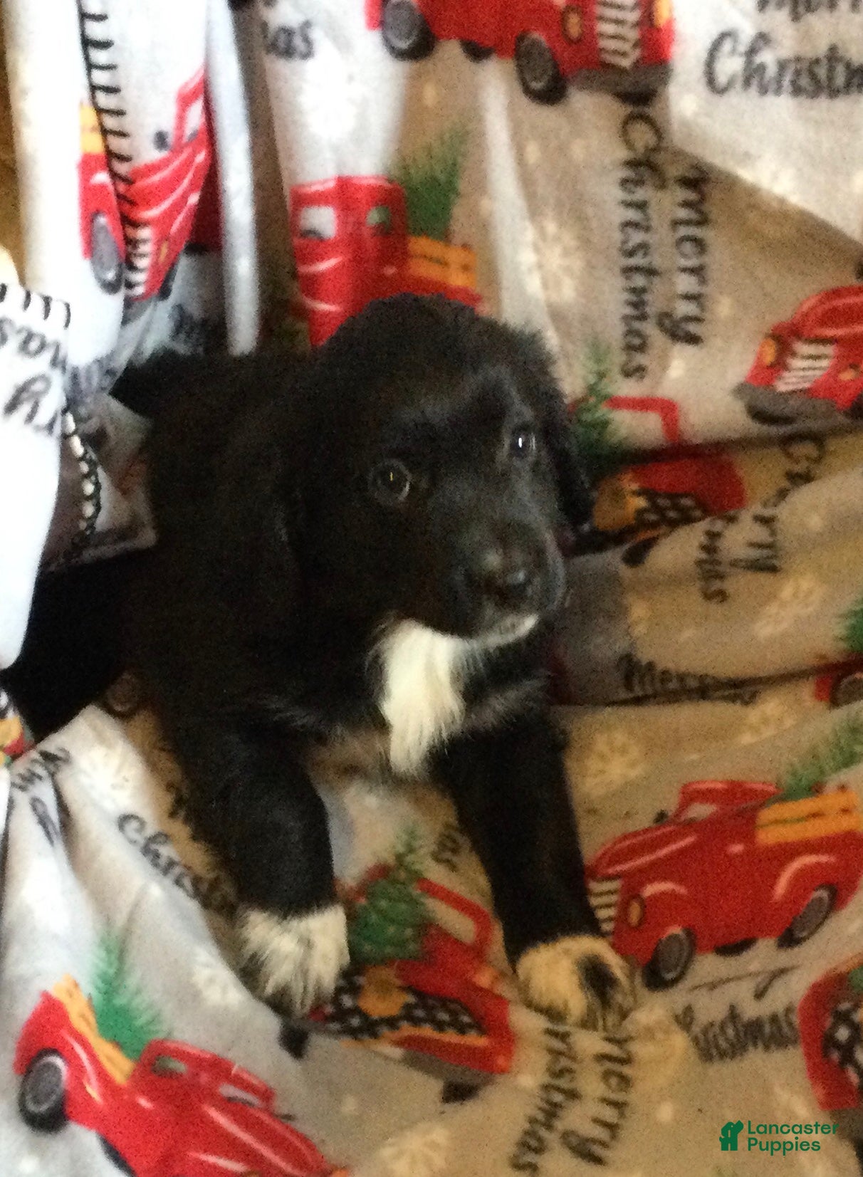 Mixed Breed dogs Massey - Ad 5