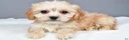 Cavachon dogs for sale: Ripley - Ad 1