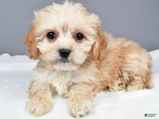 Cavachon dogs Ripley - Ad 19