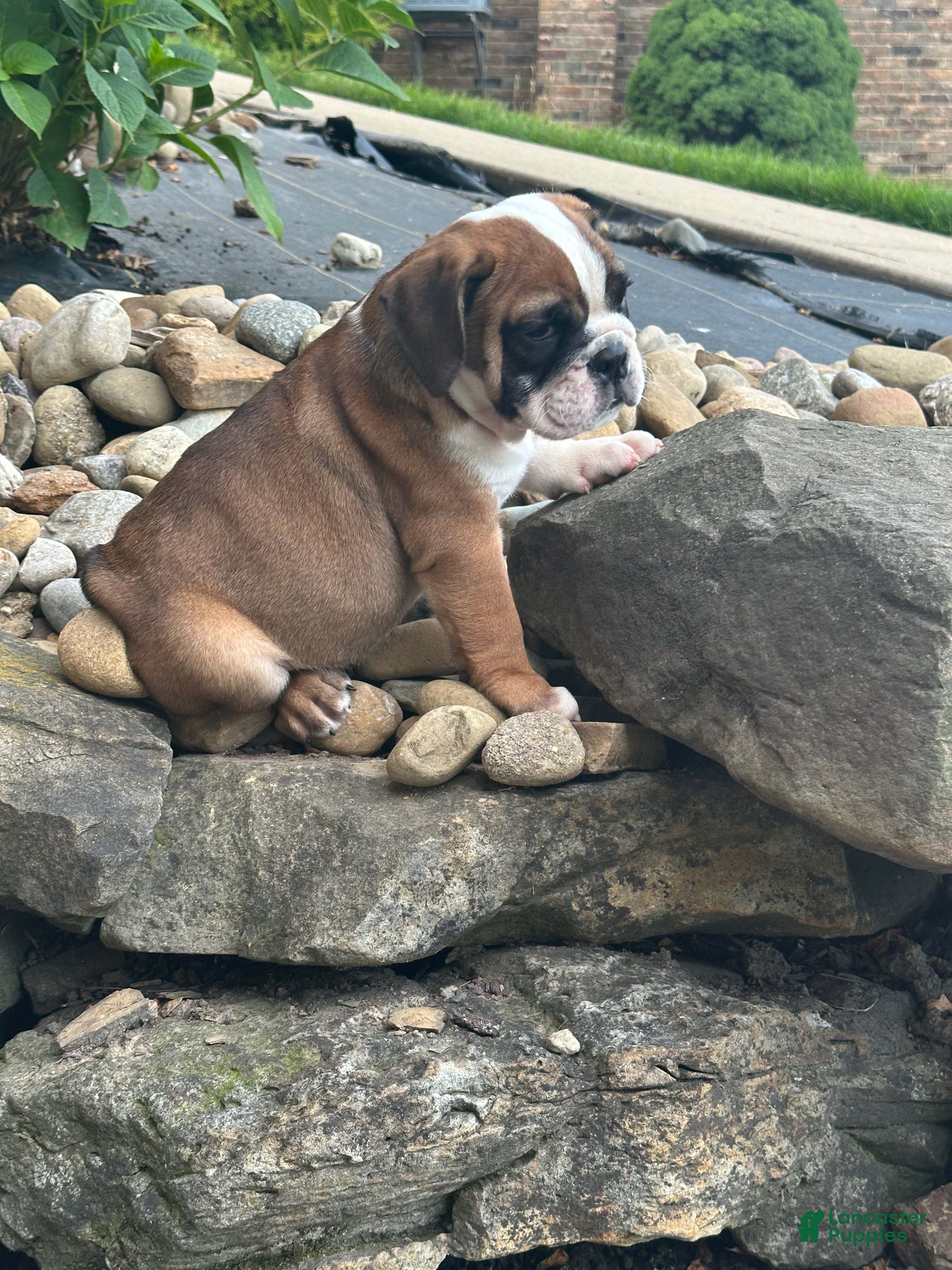 English Bulldog dogs Kaden - Ad 1
