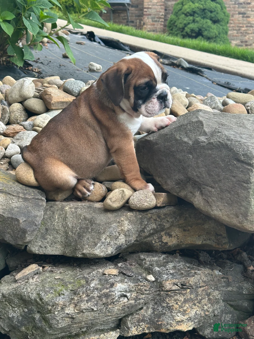 English Bulldog dogs for sale: Kaden - Ad 1