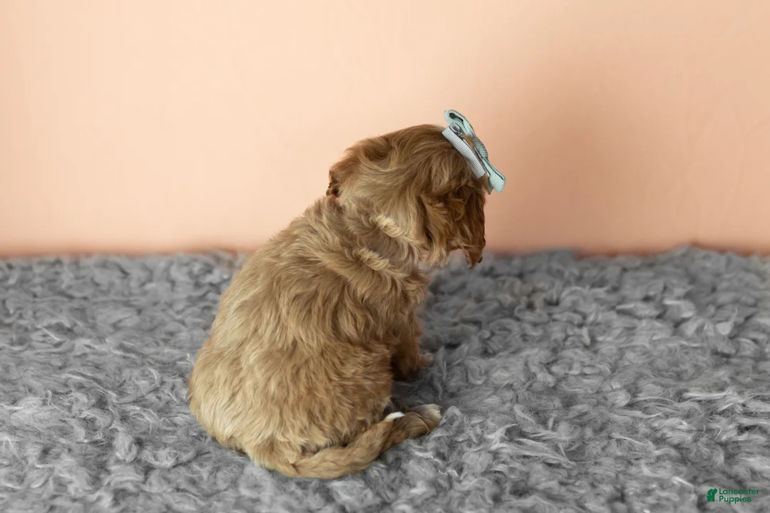 Cavapoo dogs for sale: Sadie - Ad 8