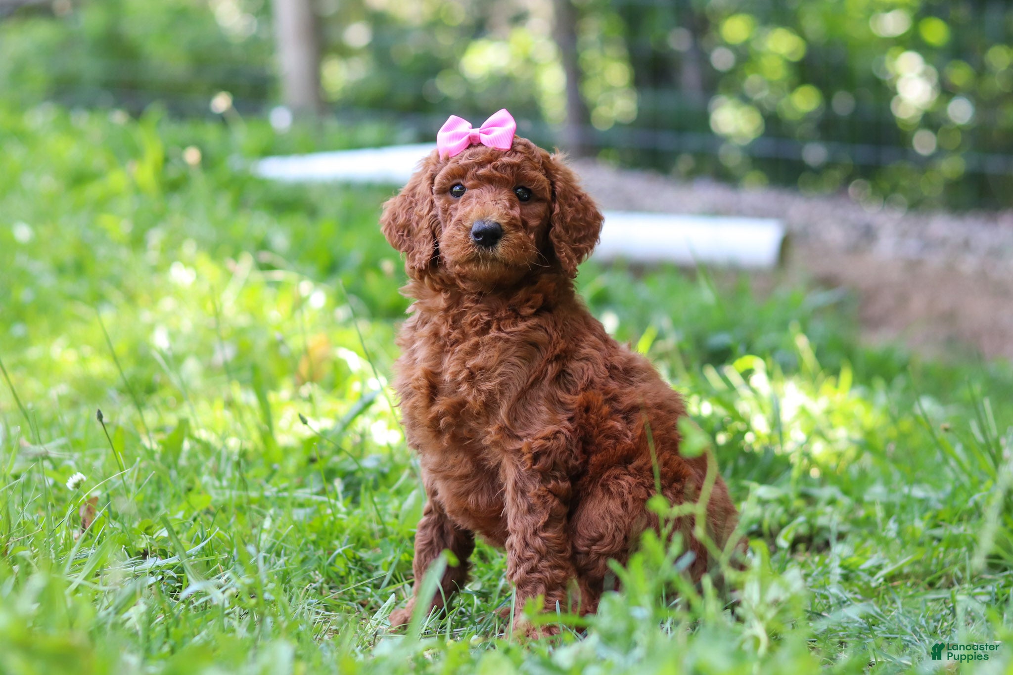 Standard Poodle dogs Nicole AKC - Ad 1
