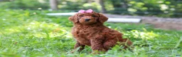 Standard Poodle dogs for sale: Nicole AKC - Ad 1