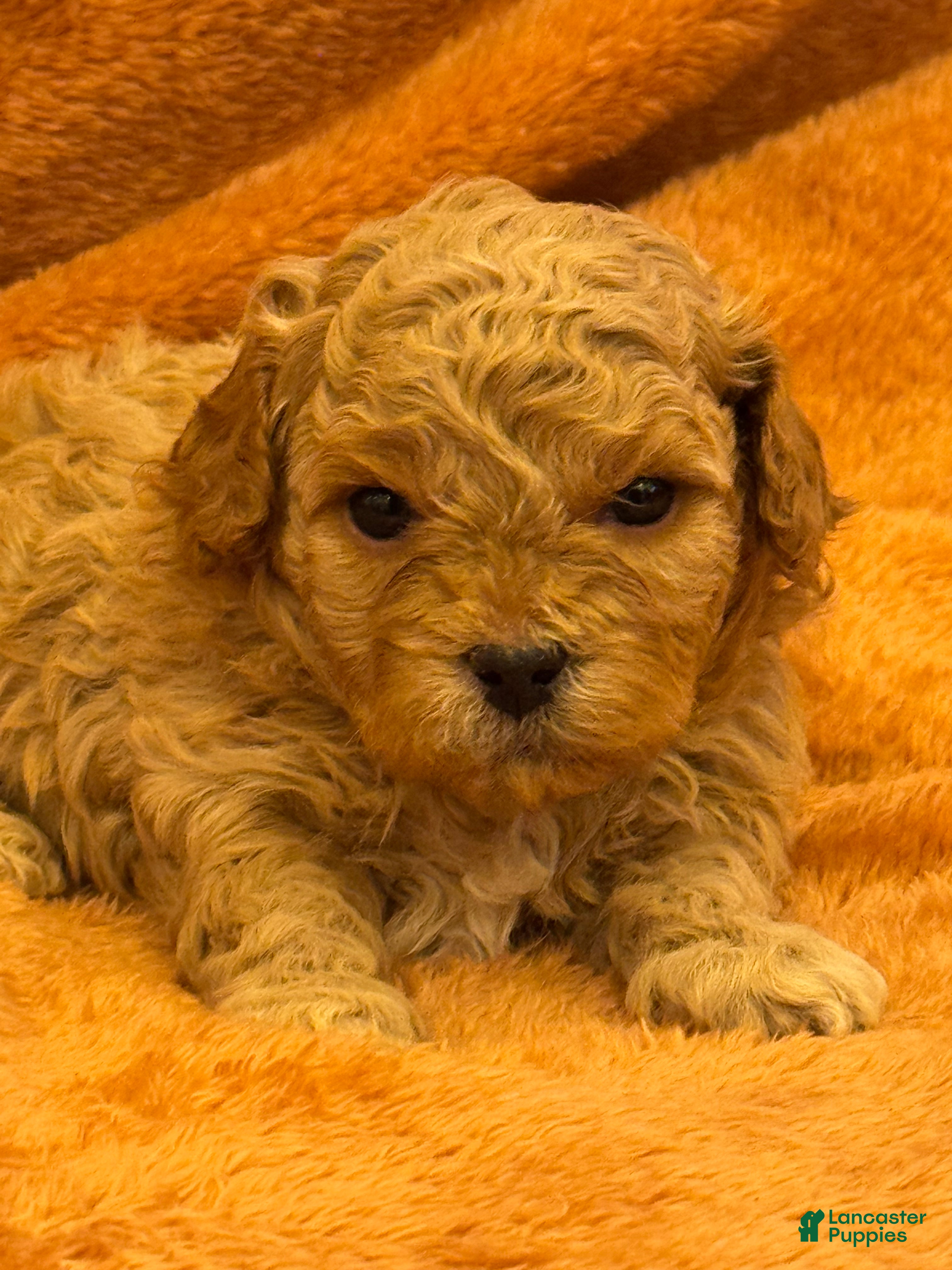 Shihpoo dogs for sale: Luca - Ad 1