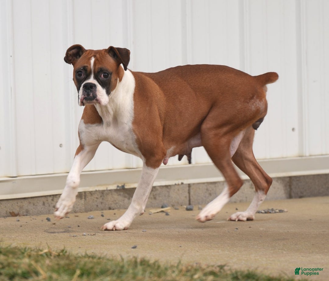 Boxer dogs for sale: Cloudy - Ad 7