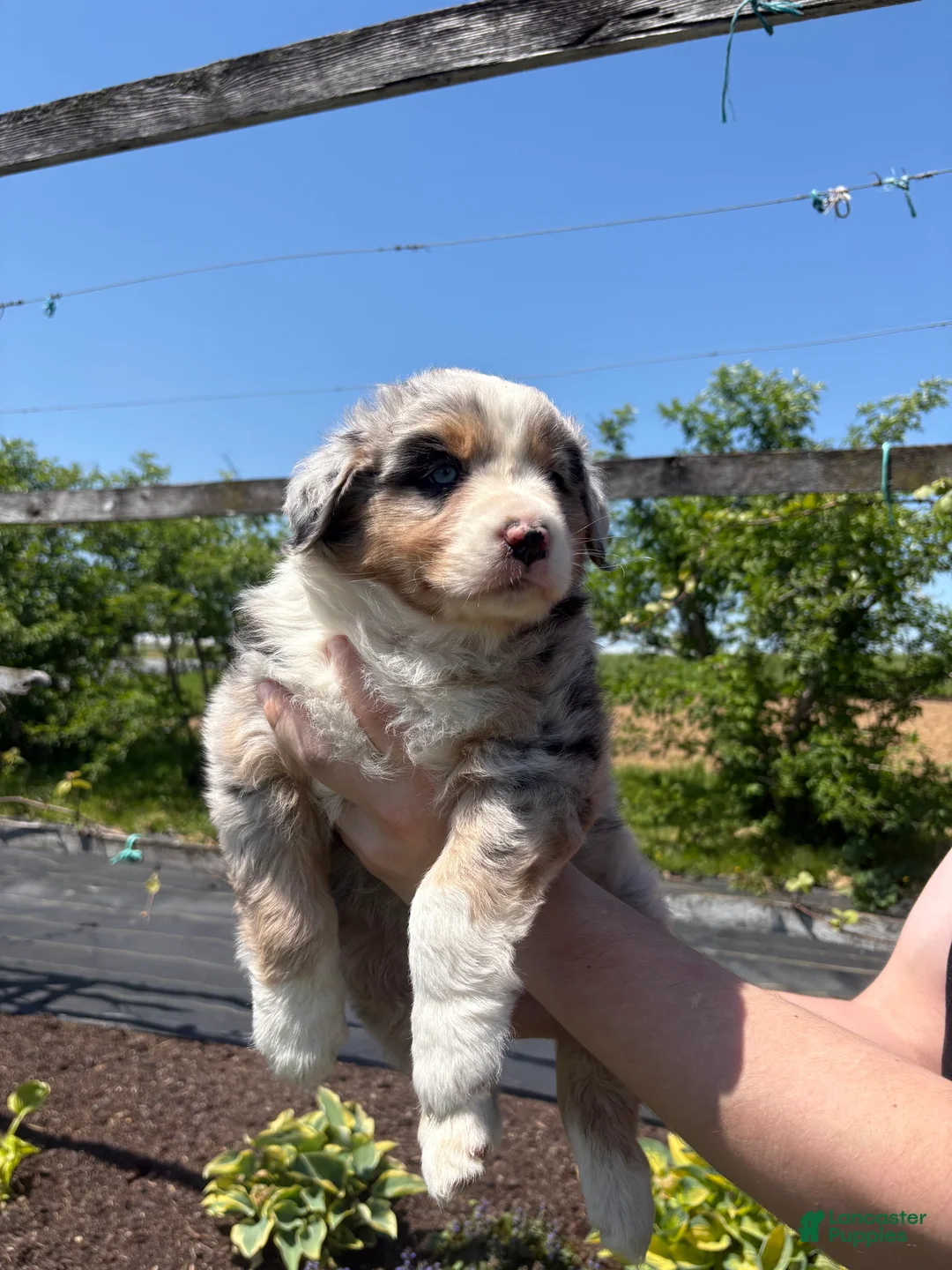 Australian Shepherd dogs for sale: Tristan - Ad 2