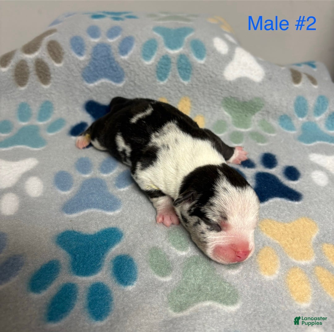 American Bully dogs for sale: Oreo - Ad 9