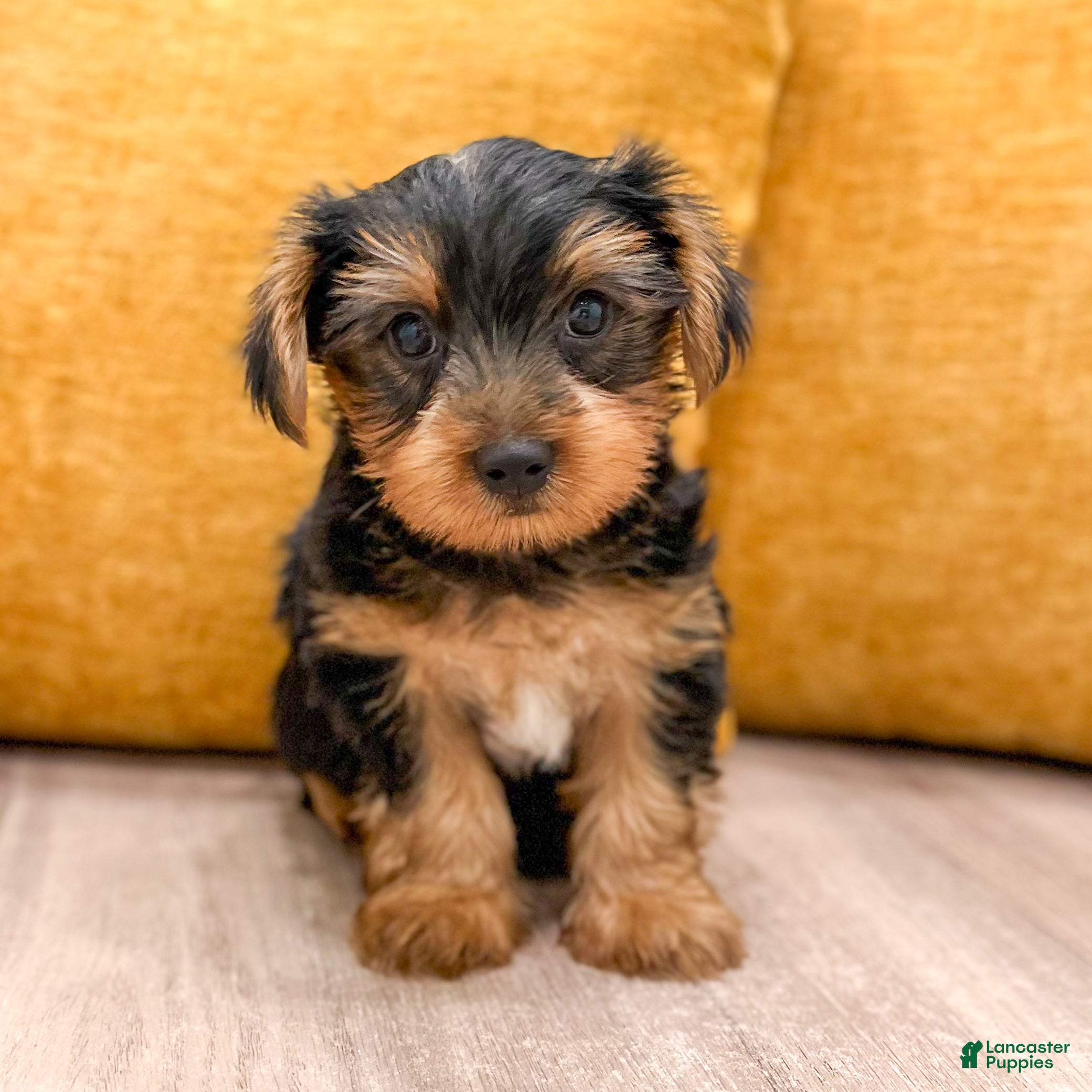 Yorkshire Terrier dogs for sale: Charlie - Ad 4