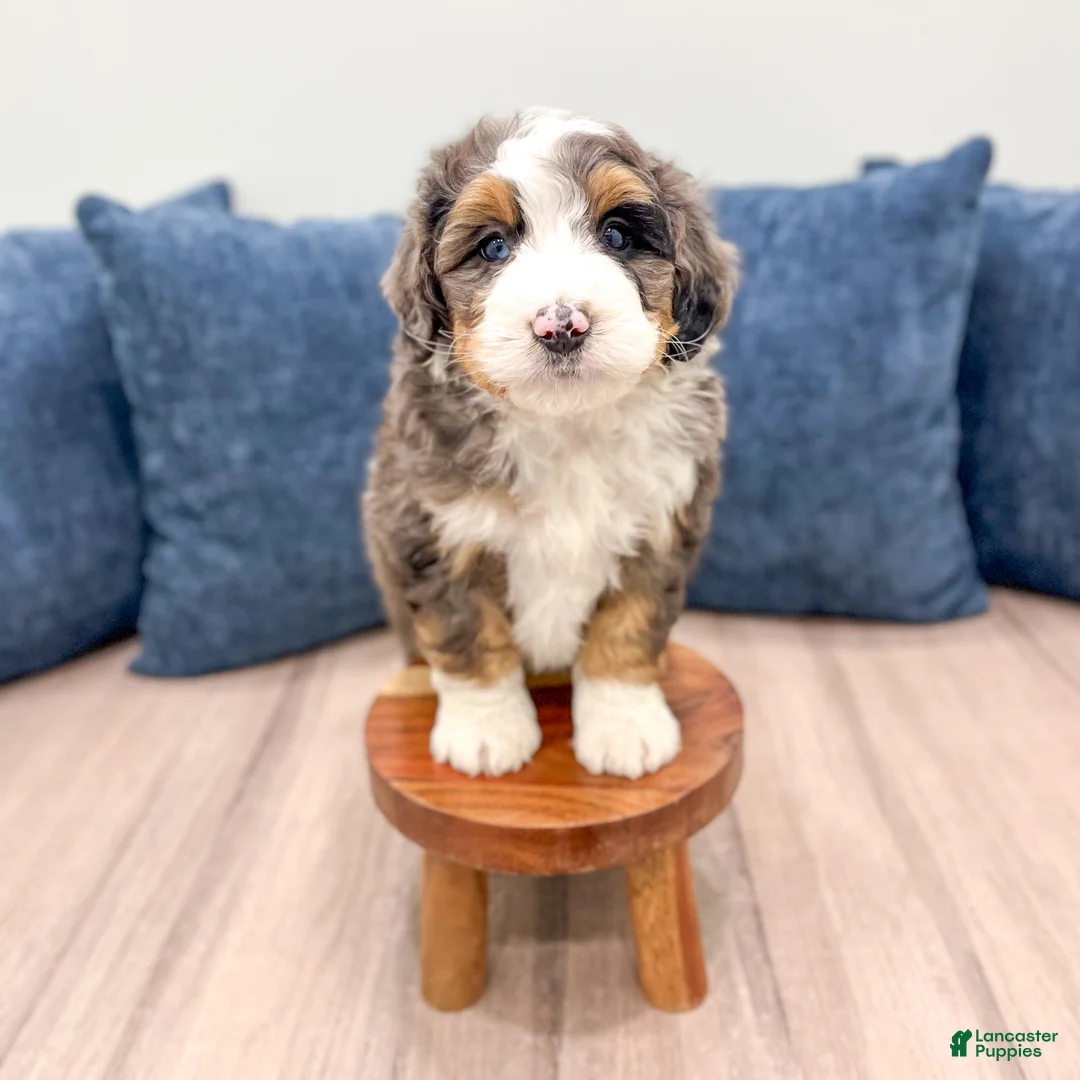 Mini Bernedoodle dogs for sale: KIng - Ad 2