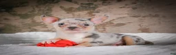 Chihuahua dogs for sale: Phillip - Ad 7