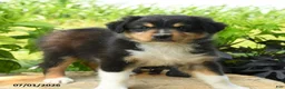 Australian Shepherd dogs for sale: Phoenix - Ad 3