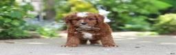 Cavapoo dogs for sale: Theo - Ad 4