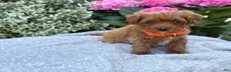 Toy Poodle dogs for sale: Patrick - Ad 15