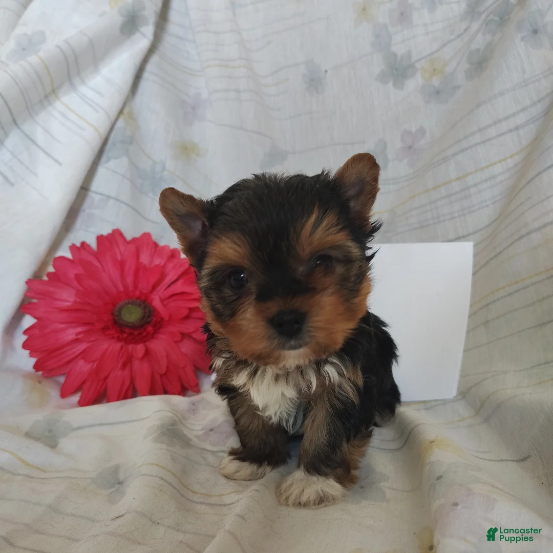 Yorkshire Terrier dogs for sale: Paris - Ad 2