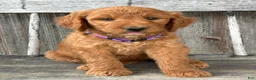 Irish Doodle dogs for sale: Charlotte  - Ad 8