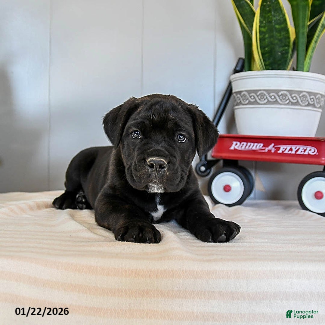 Cane Corso dogs for sale: Fido - Ad 5