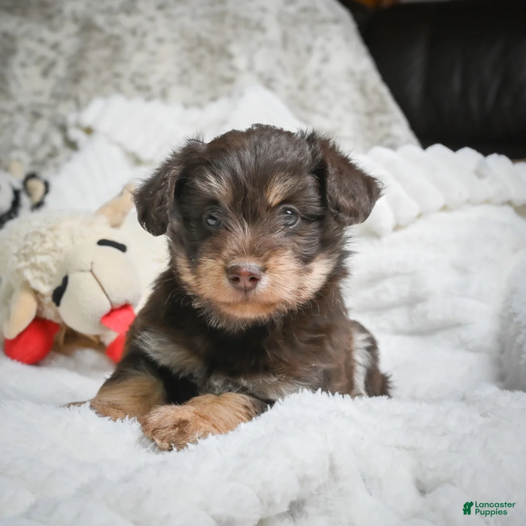 Mixed Breed dogs for sale: Pablo - Ad 1