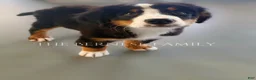 Bernese Mountain Dog dogs for sale: Laser - Ad 5
