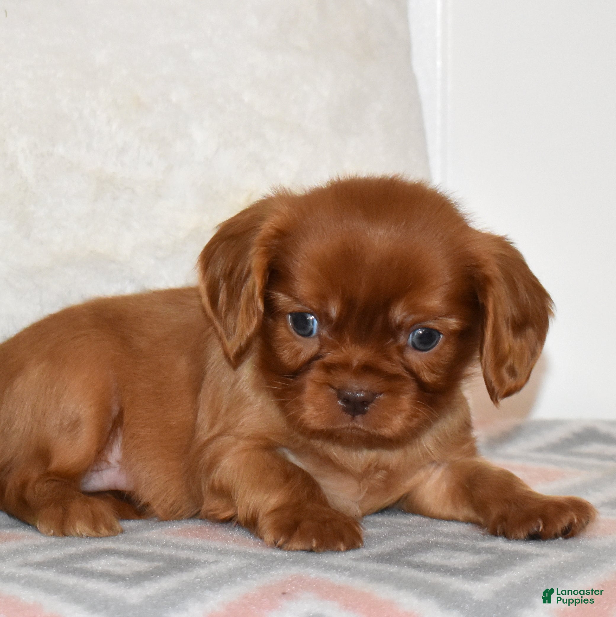 Cavalier King Charles Spaniel dogs Cider  - Ad 2