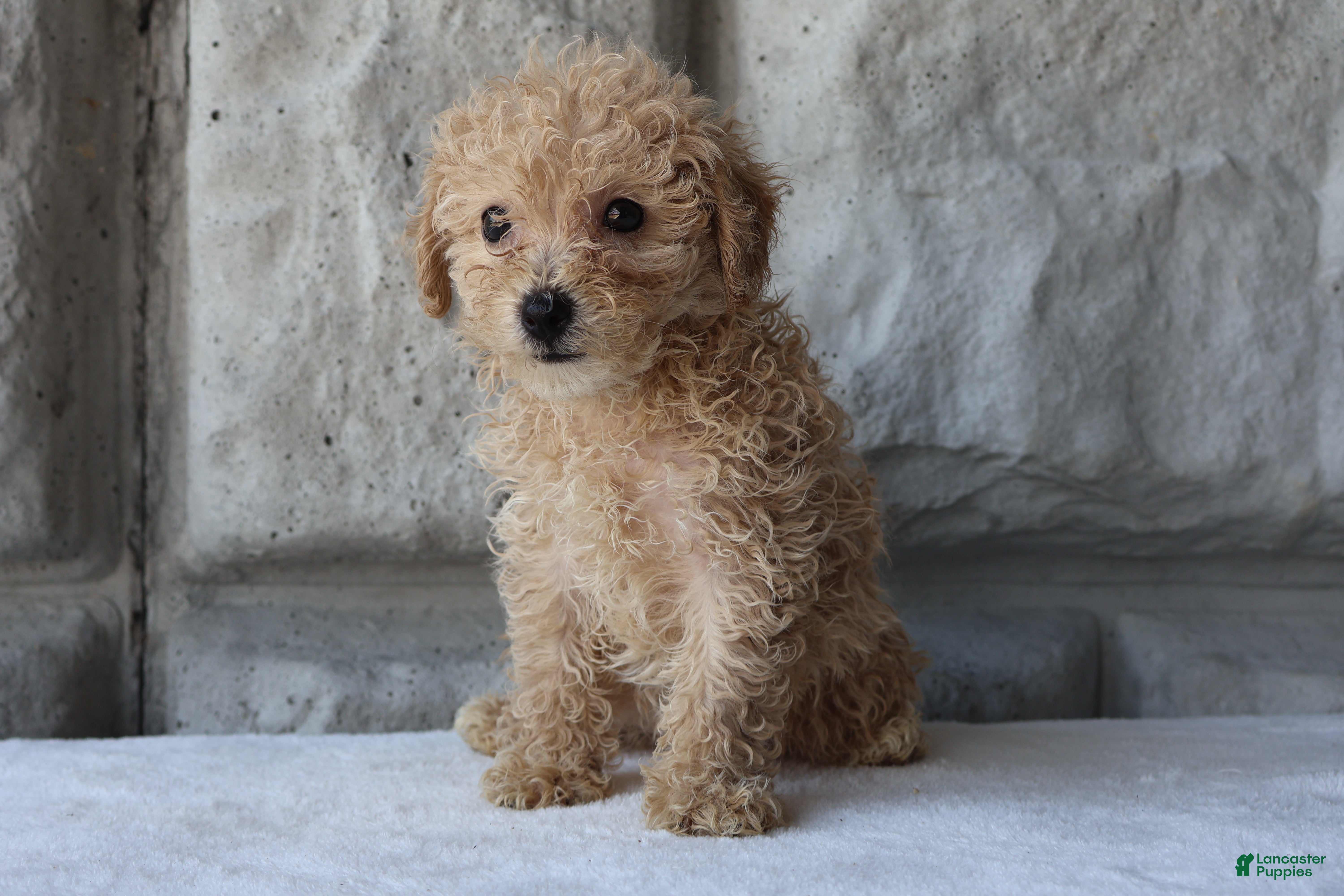 Bichpoo dogs Bess - Ad 2