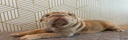 English Bulldog dogs for sale: Lucy - Ad 5