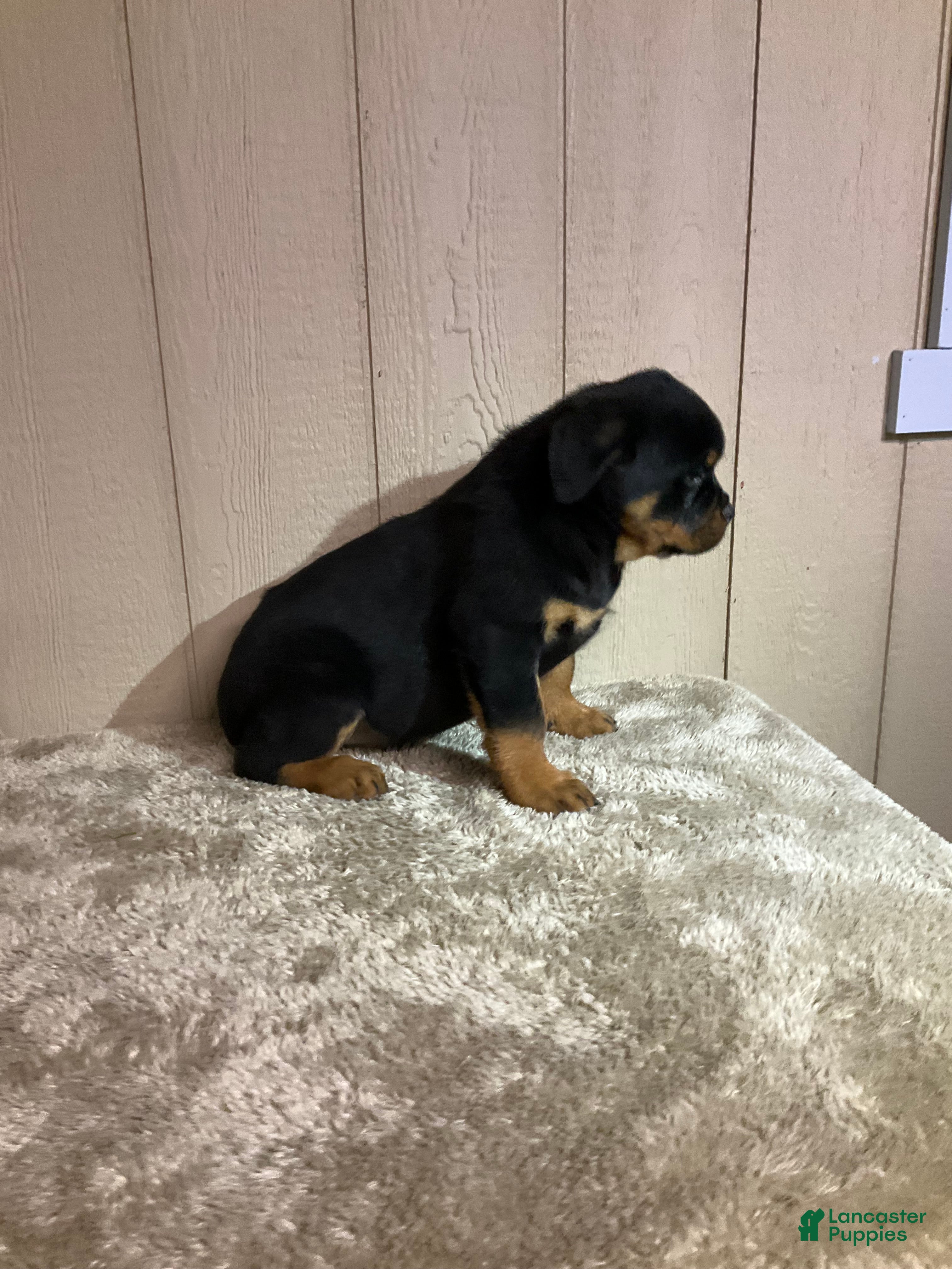 Rottweiler dogs Rottweiler Puppy 4 - Ad 2