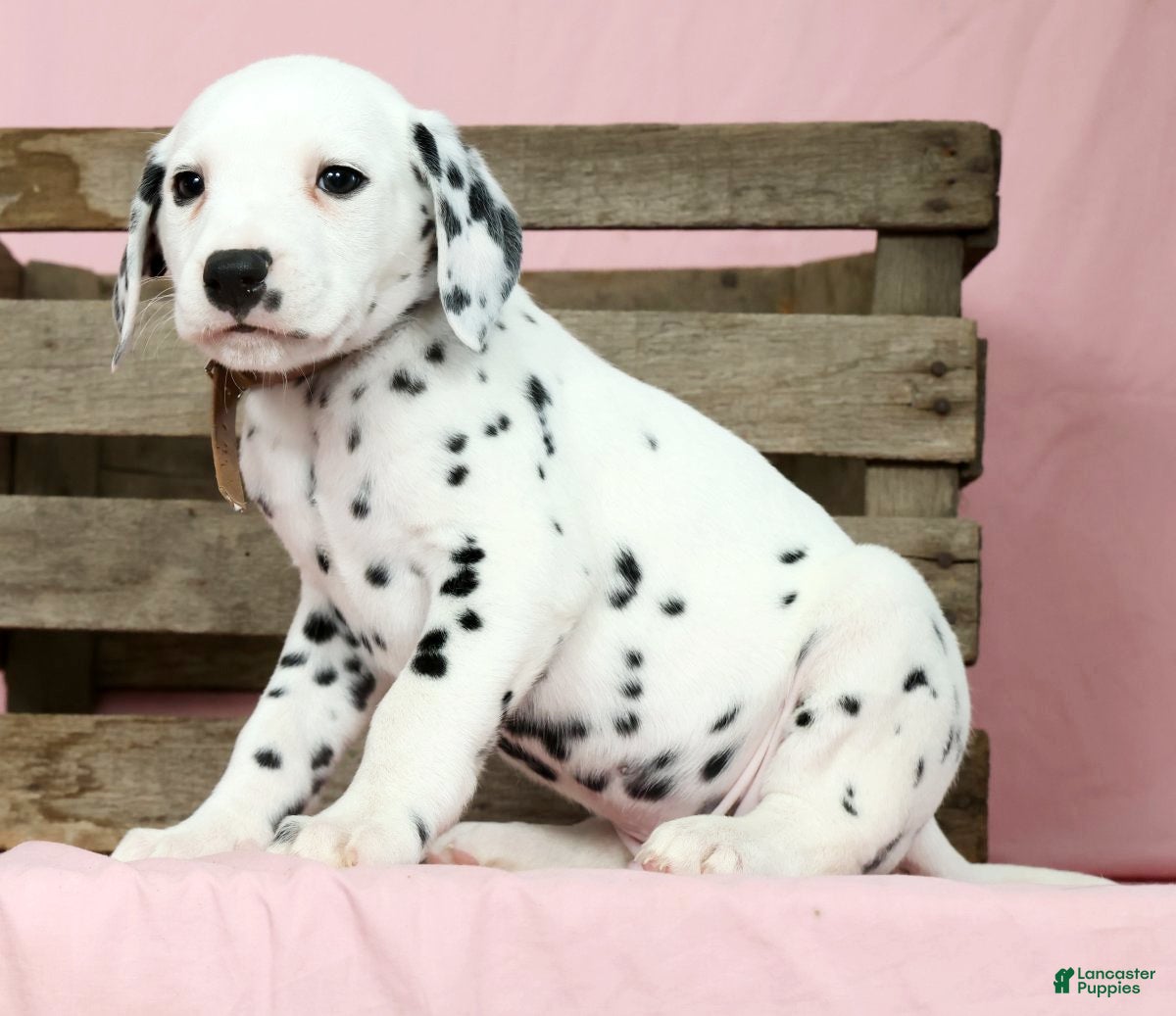 Dalmatian dogs Robo - Ad 1