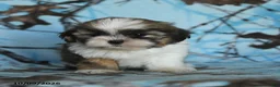 Shih Tzu dogs for sale: Tilly - Ad 5