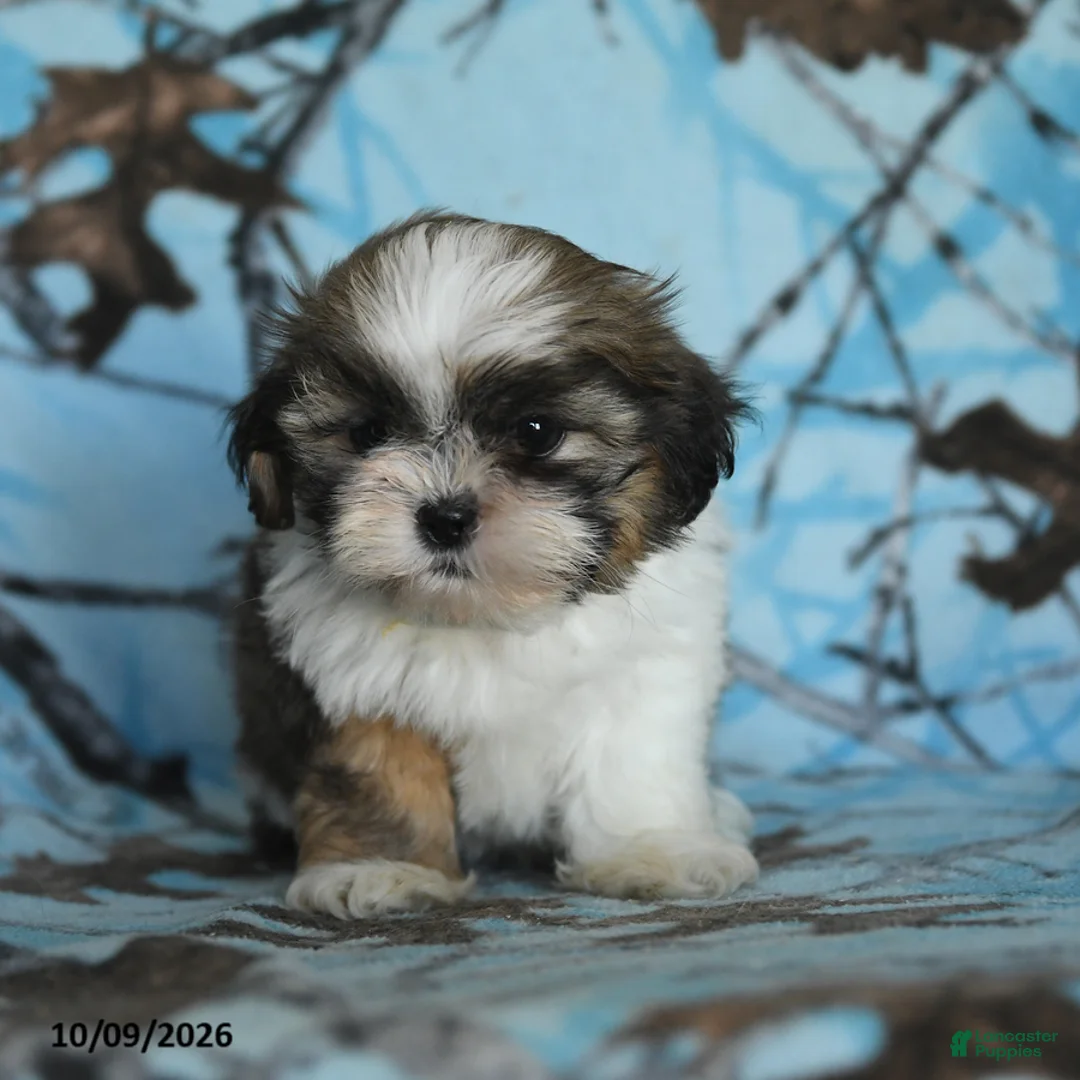 Shih Tzu dogs for sale: Tilly - Ad 5