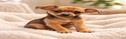 Chihuahua dogs for sale: Peanut  - Ad 1