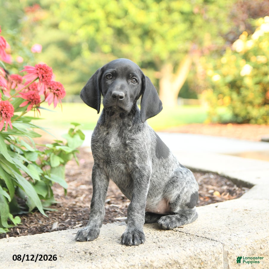 German Shorthaired Pointer dogs Addy - Ad 1