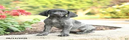 German Shorthaired Pointer dogs for sale: Addy - Ad 1