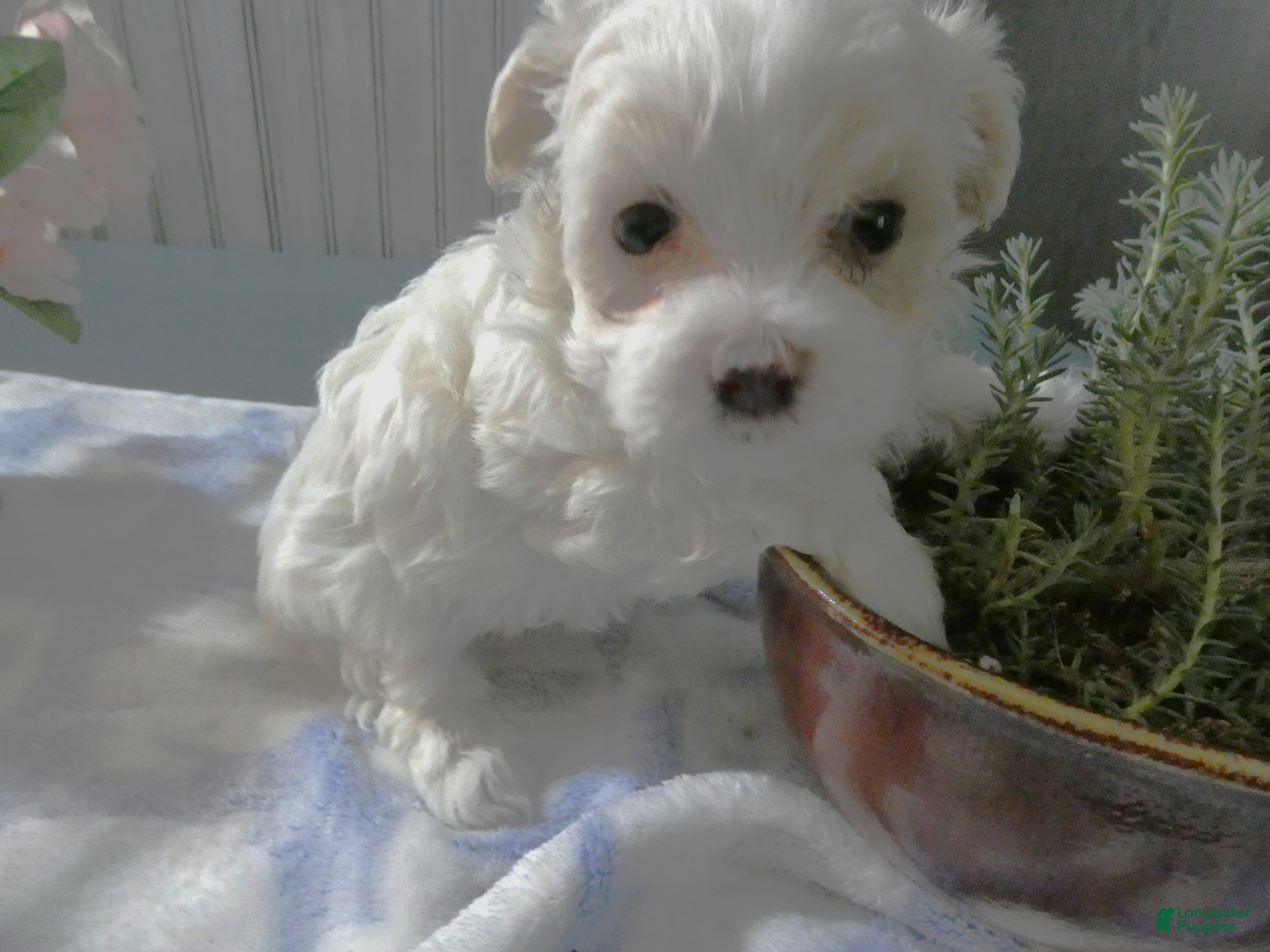 Maltipoo dogs Maltipoo Puppy 2 Blue Boy - Ad 5