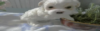 Maltipoo Puppy 2 Blue Boy