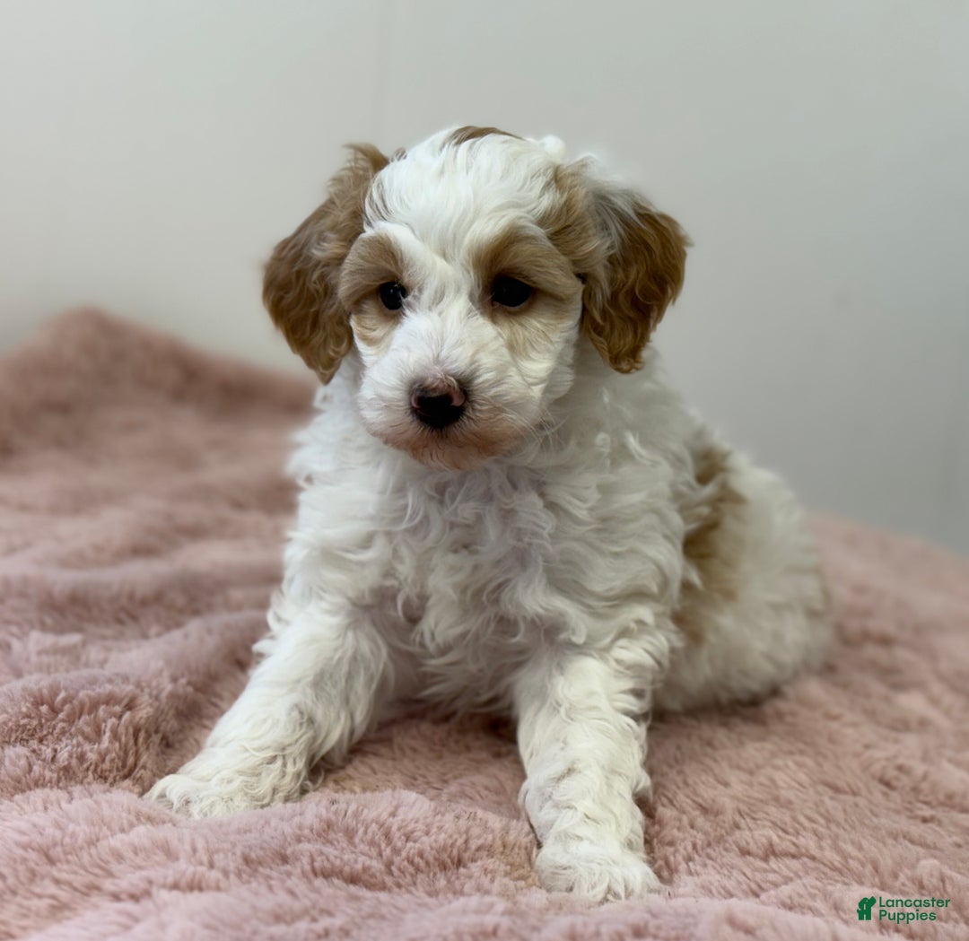 Mini Goldendoodle dogs for sale: Pumpkin  - Ad 7