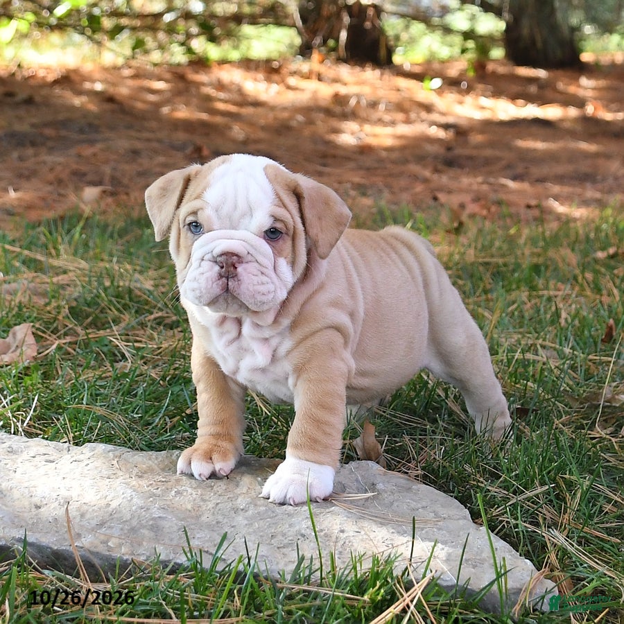 English Bulldog dogs for sale: Felicity - Ad 2