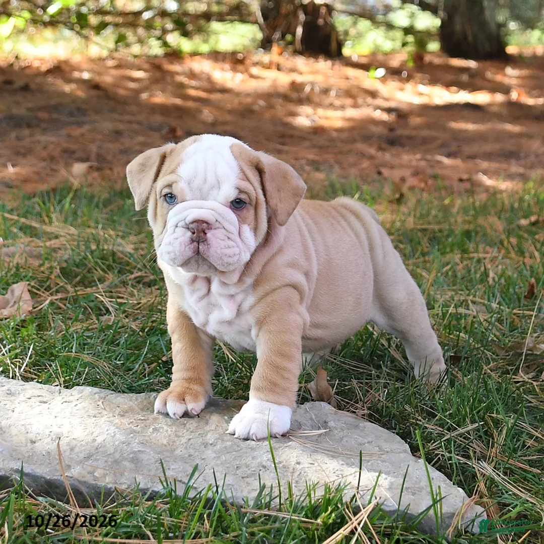English Bulldog dogs for sale: Felicity - Ad 2