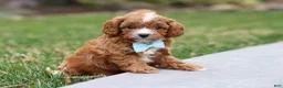 Cavapoo dogs for sale: Buddy - Ad 6