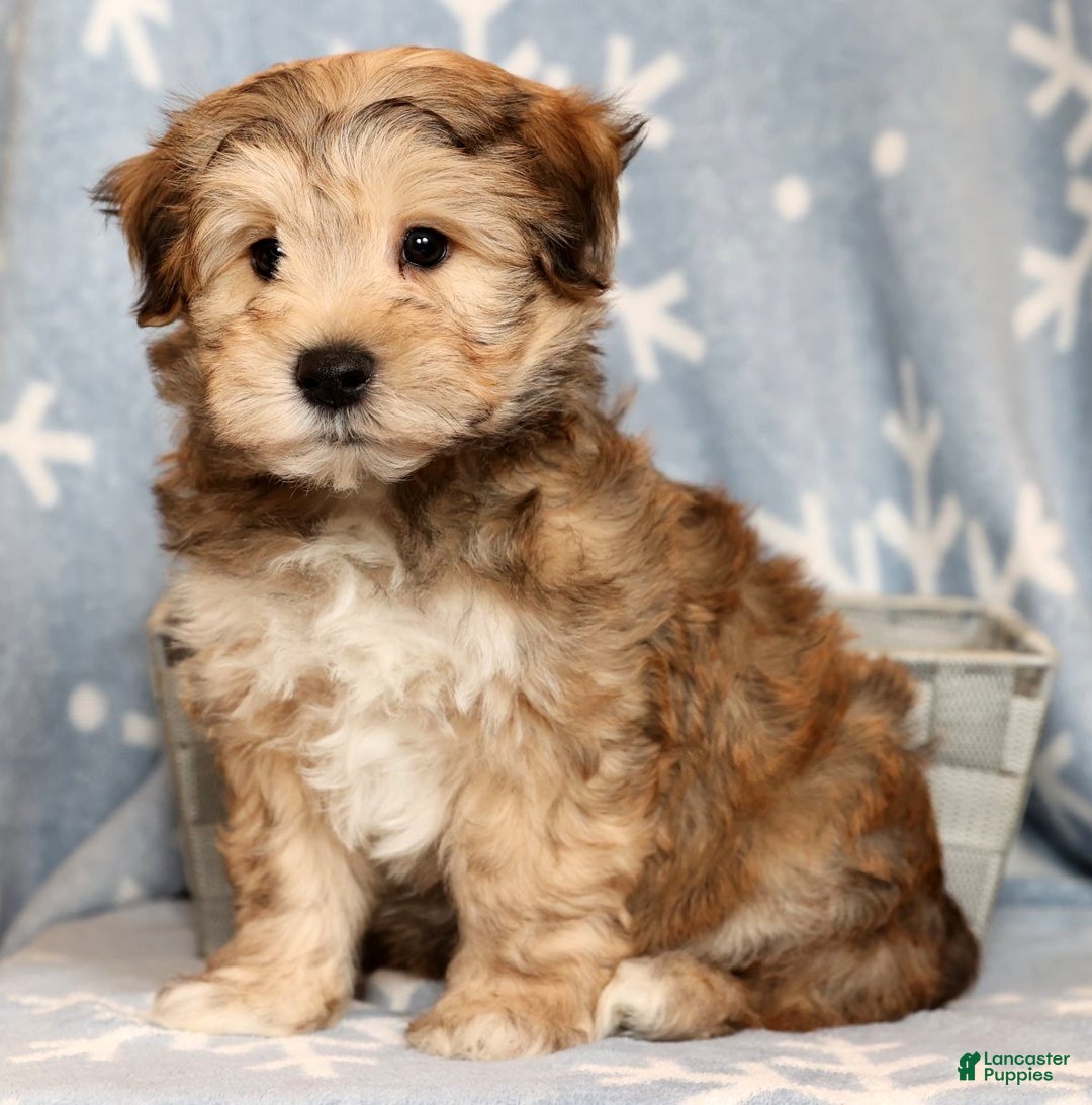 Yochon dogs for sale: Cody - Ad 7