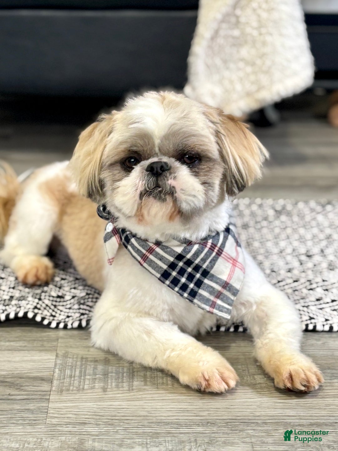 Shih Tzu dogs for sale: Nacho - Ad 2