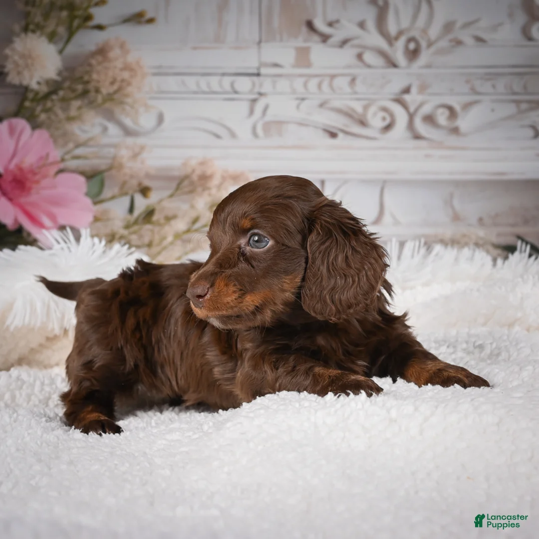 Miniature Dachshund dogs for sale: Emily - Ad 2