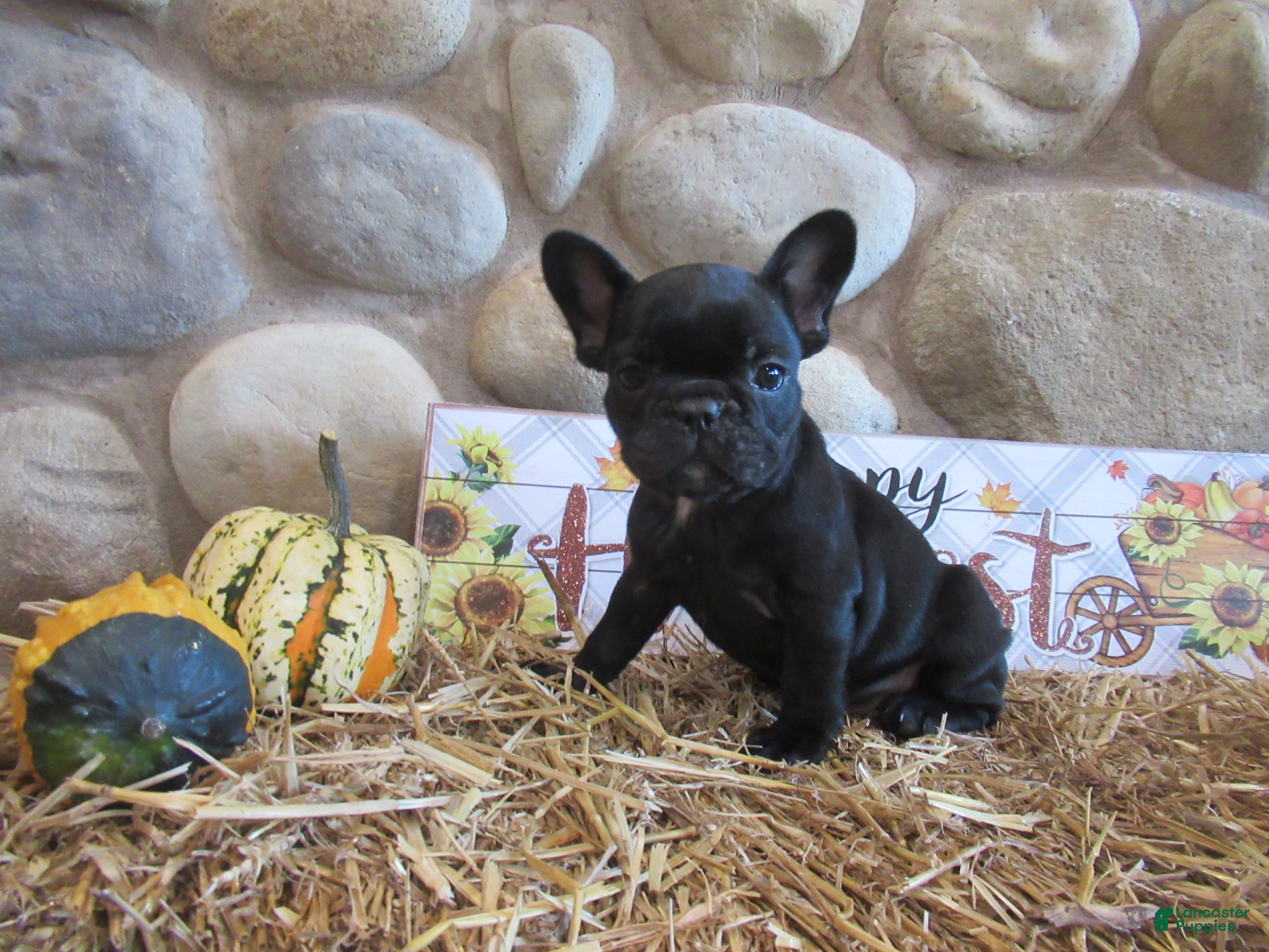 French Bulldog dogs AKC Jenna - Ad 15