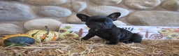 French Bulldog dogs for sale: AKC Jenna - Ad 1